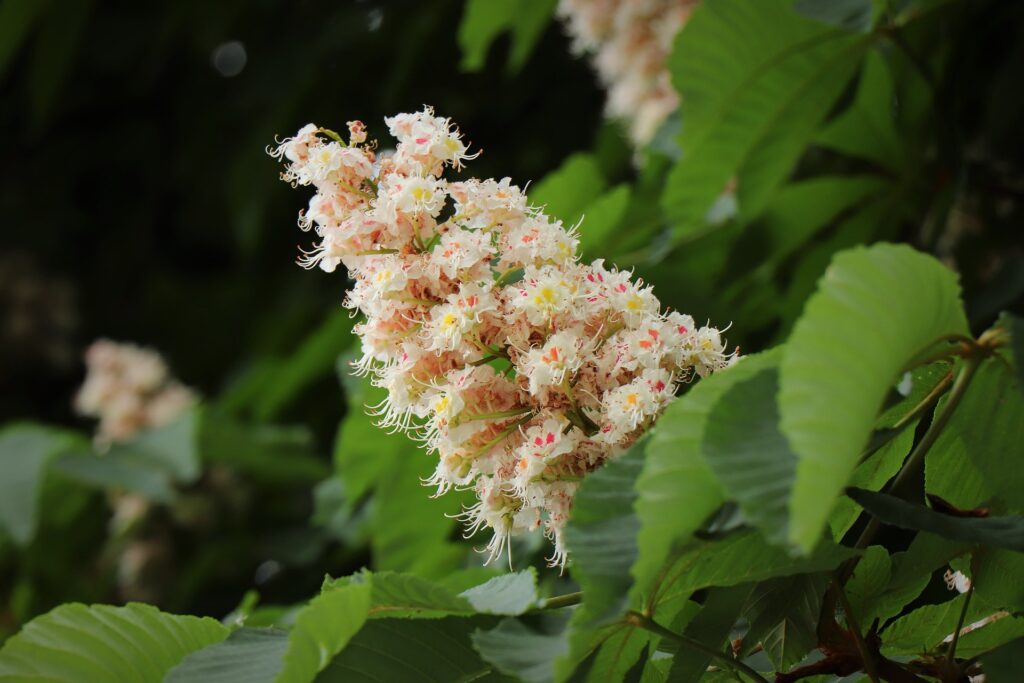 Bylinka na křečové žíly - Kaštan