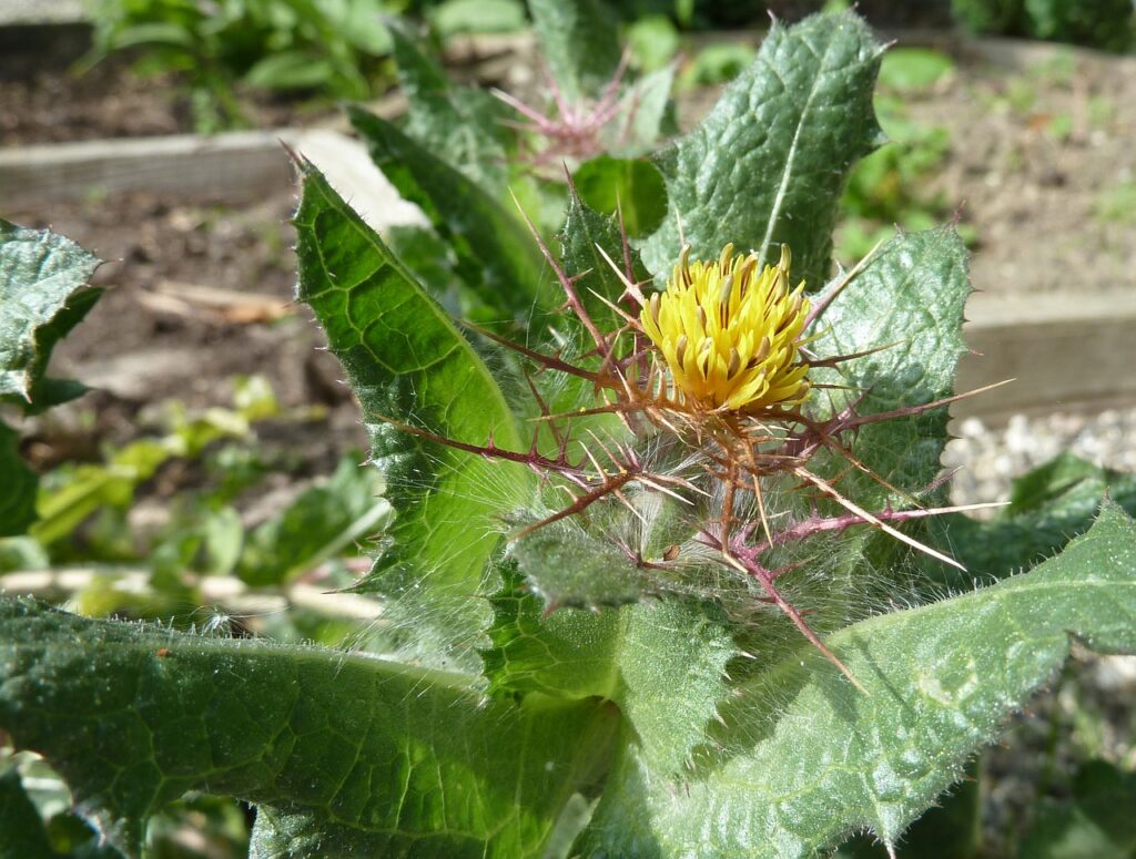 Benedikt lékařský je zázrak přírody, které pomáhá regulovat hladinu histaminu v těle. Je tedy vhodný i pro to, které trápí histaminová intolerance. 