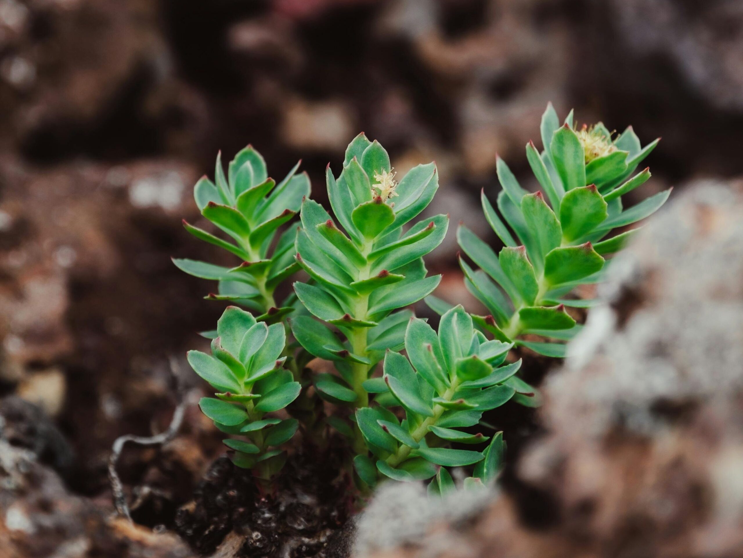 Bylina vhodná na chronickou únavu a chronický únavový syndrom - Rozchodnice Růžová (Rhodiola Rosea)